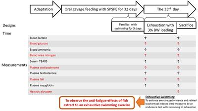 Anti-fatigue Effects of Santé Premium Silver Perch Essence on Exhaustive Swimming Exercise Performance in Rats